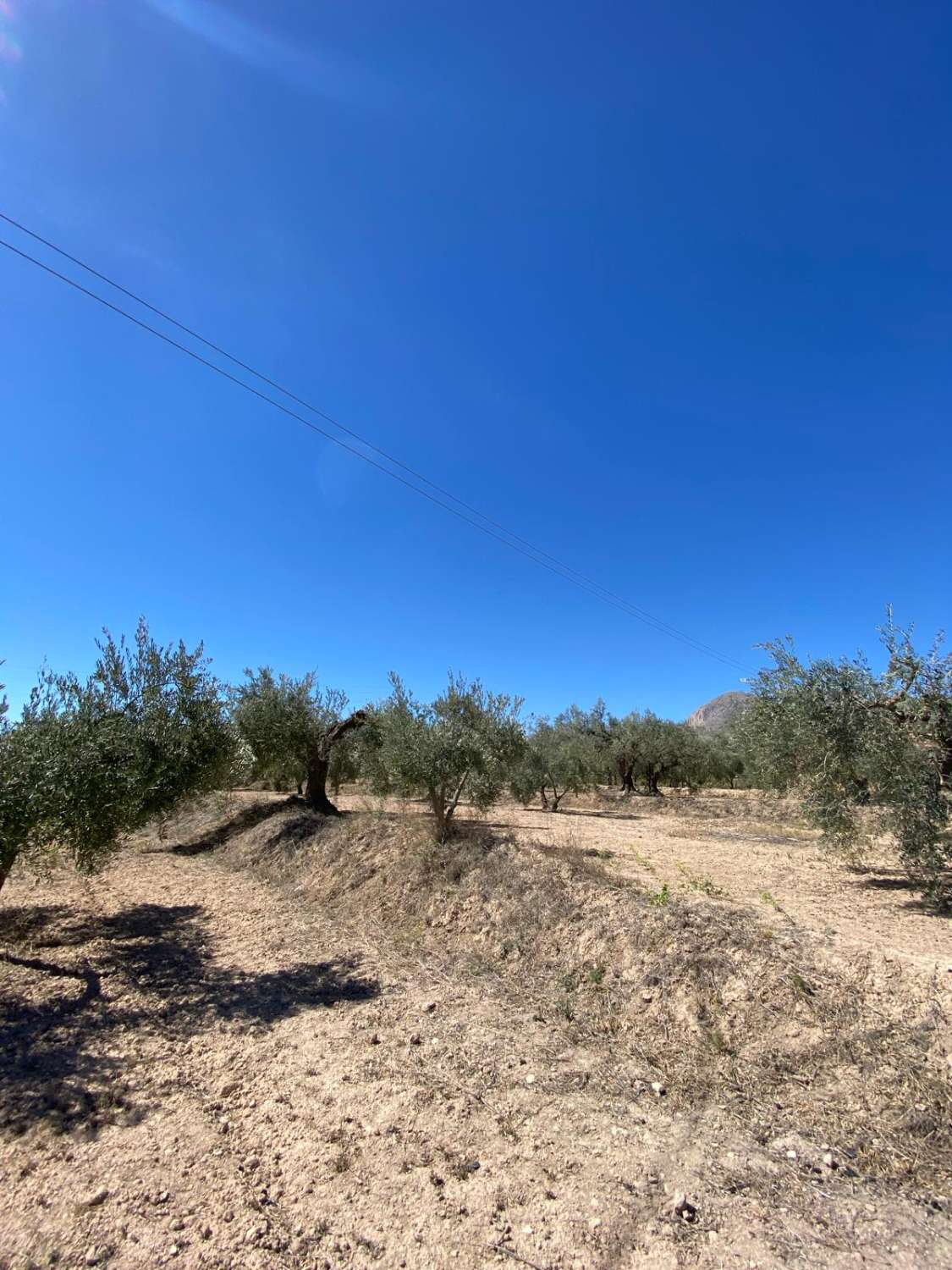 7000 m2 grond Velez Blanco met olijfbomen