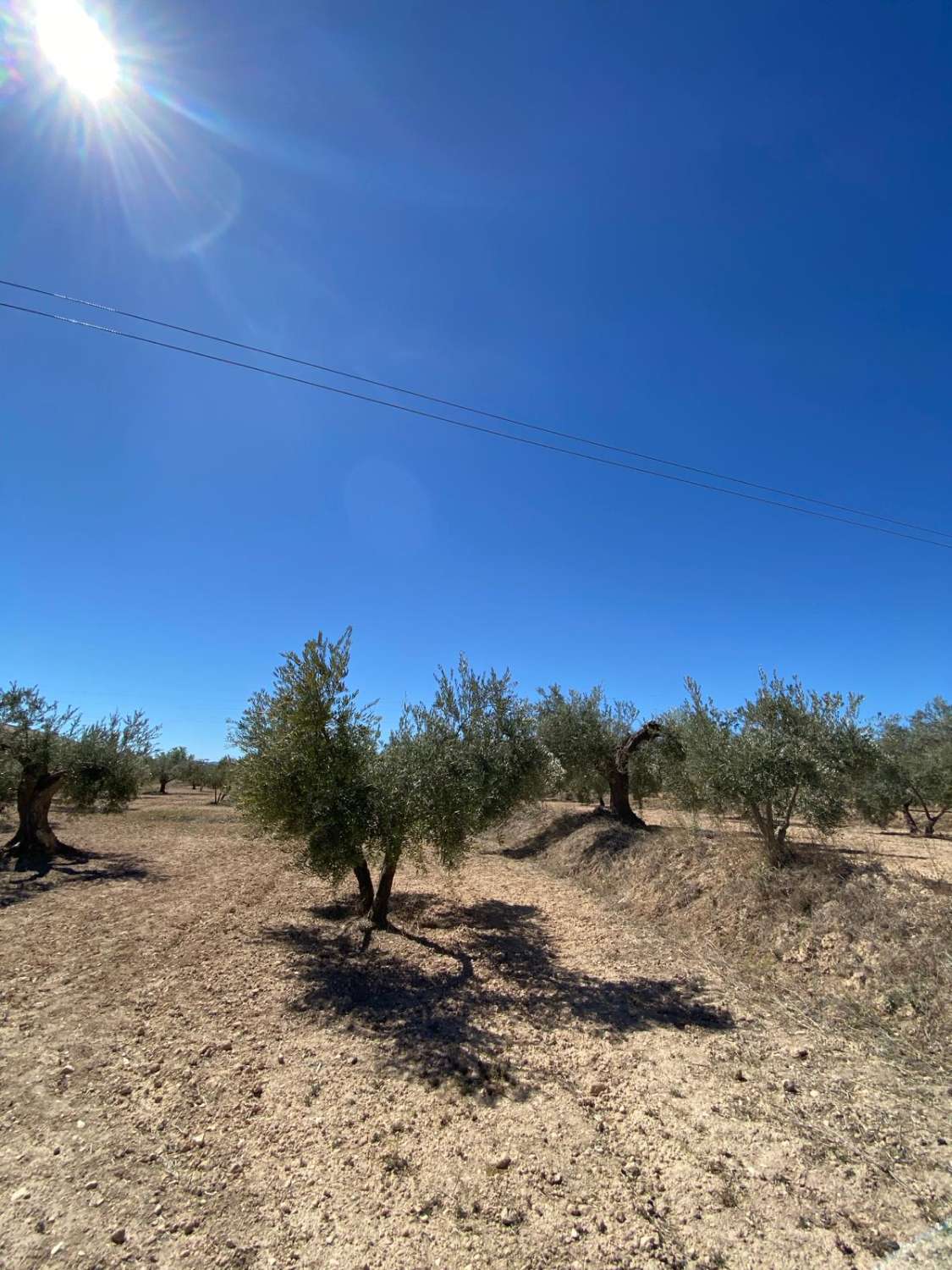 7000 m2 land Velez Blanco with Olive Trees
