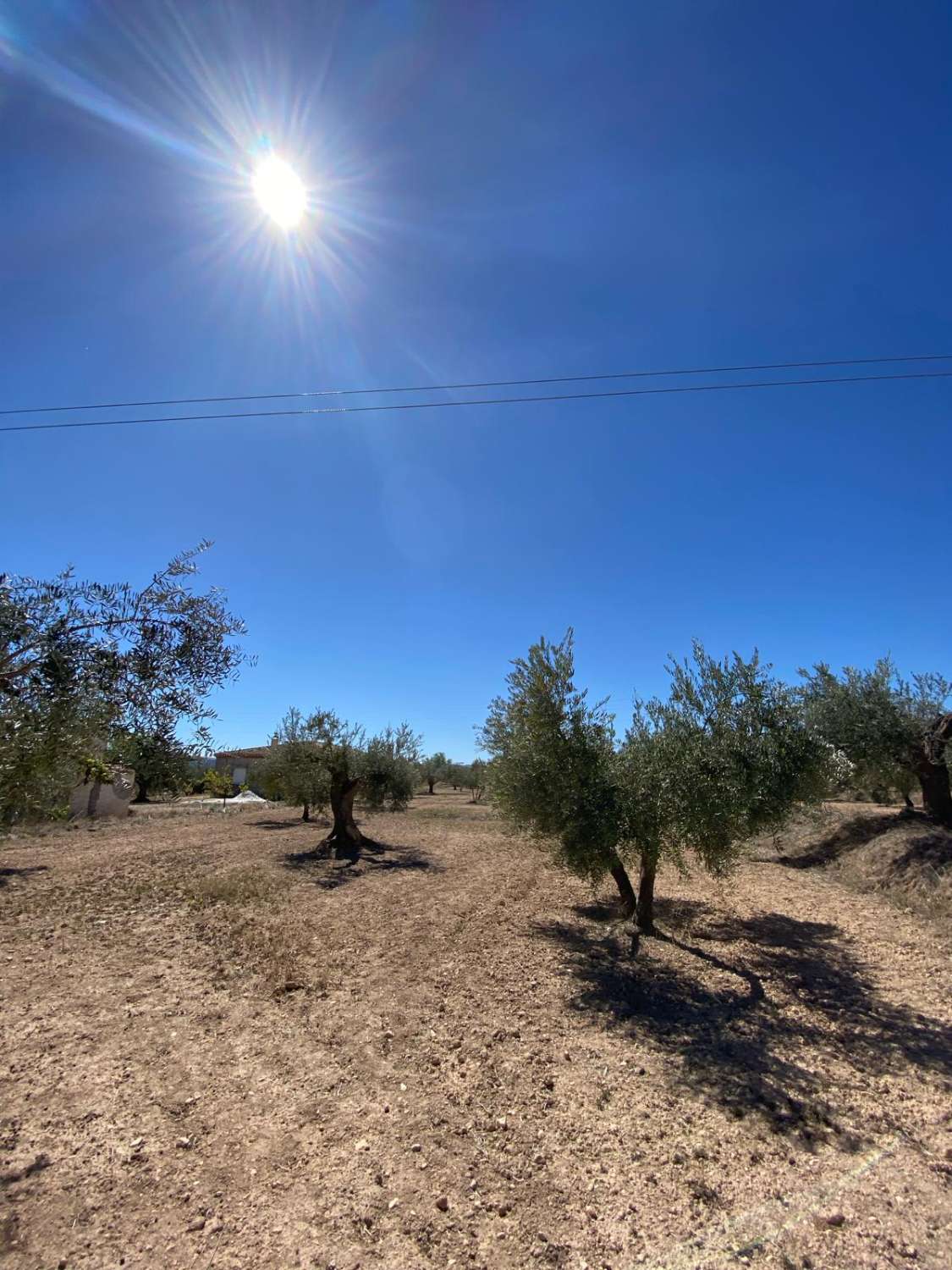 7000 m2 land Velez Blanco with Olive Trees