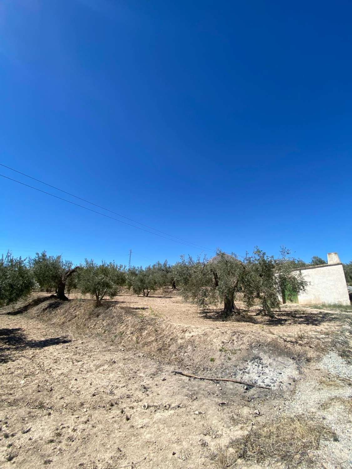7000 m2 Land Velez Blanco mit Olivenbäumen