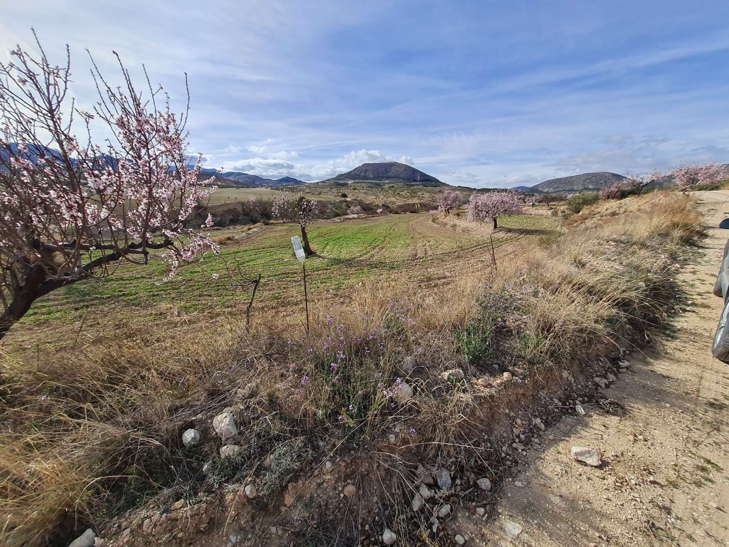 Large and sensibly price plot of agricultural land with Old Cortijo for Reform