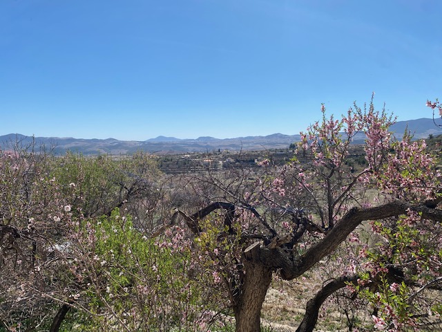 Large renovated country house with land in Vélez-Blanco
