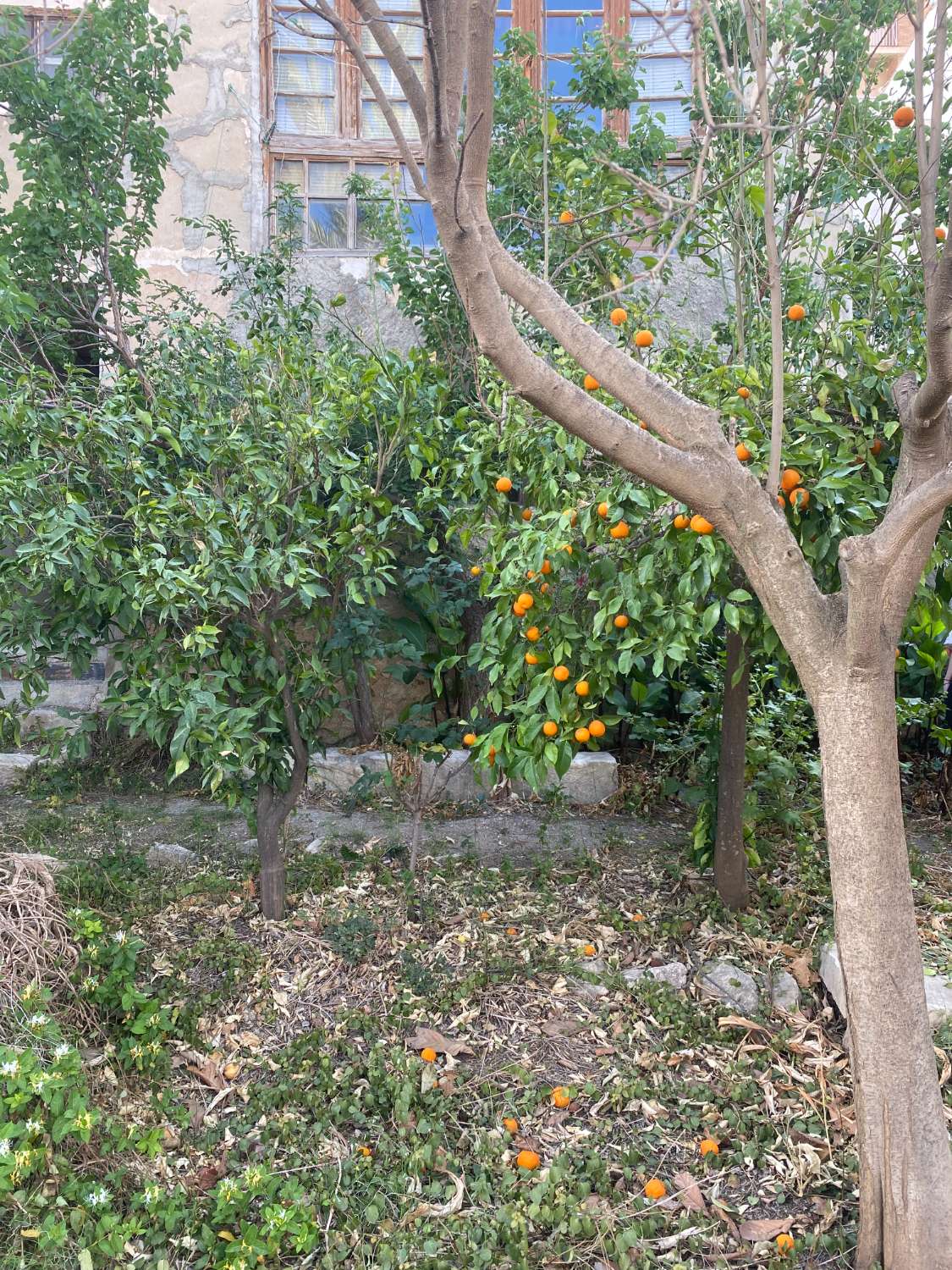 Maison de 9 chambres et 2 salles de bain pour la réforme à Velez-Rubio