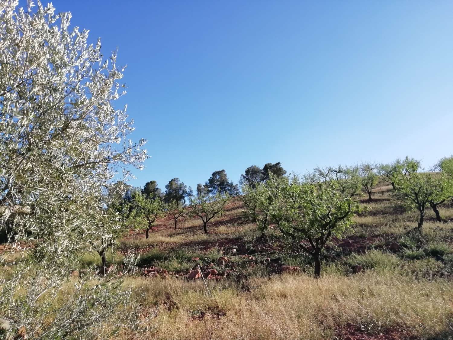 Farm with attached house, independent warehouse, pool and 27,000m2 of land