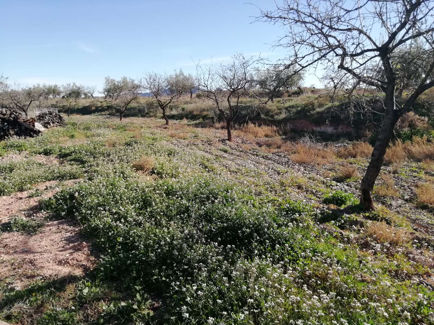 Farm with attached house, independent warehouse, pool and 27,000m2 of land