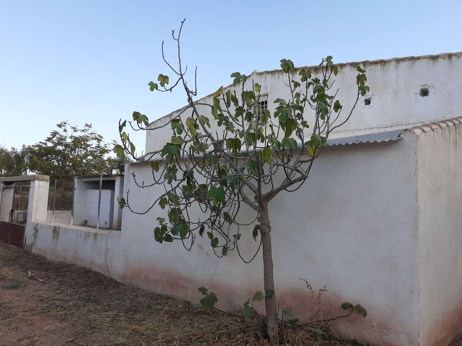 Farm with attached house, independent warehouse, pool and 27,000m2 of land