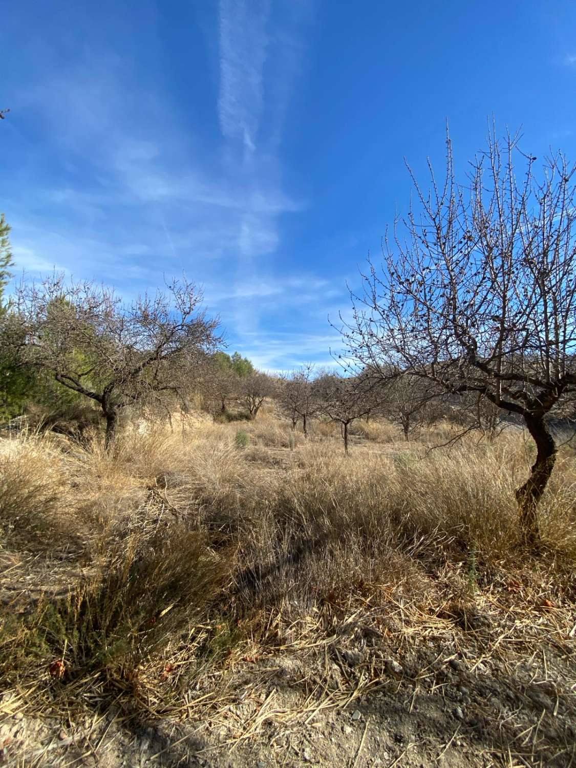 Haus und Grundstück mit viel Potenzial in Velez-Rubio mit Pool.