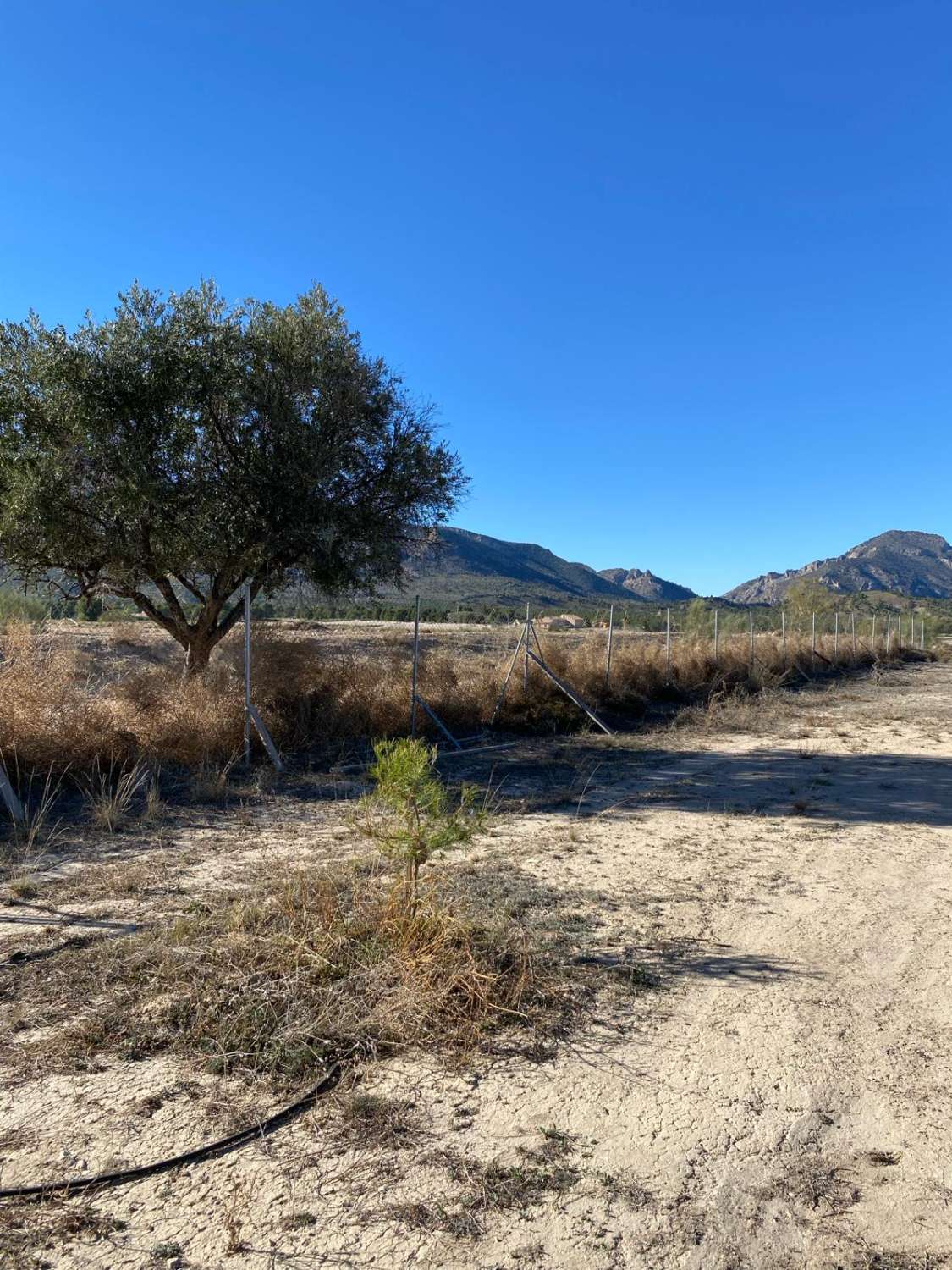 Stunning Rustic property with three houses and swimming pool in Zarcilla de Ramos (Lorca)