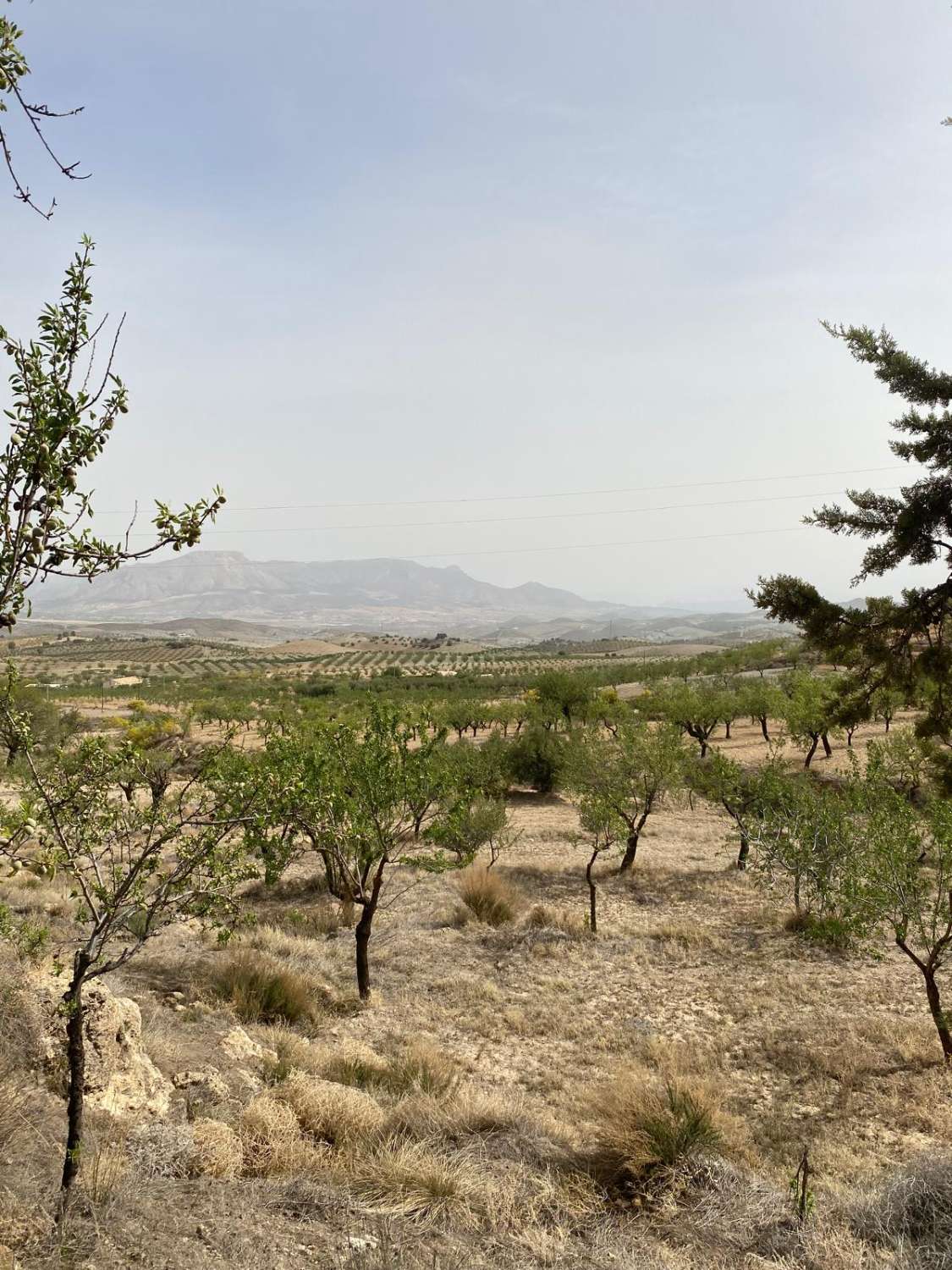 Estate with Cortijo and 4,000m2 Land Velez Rubio
