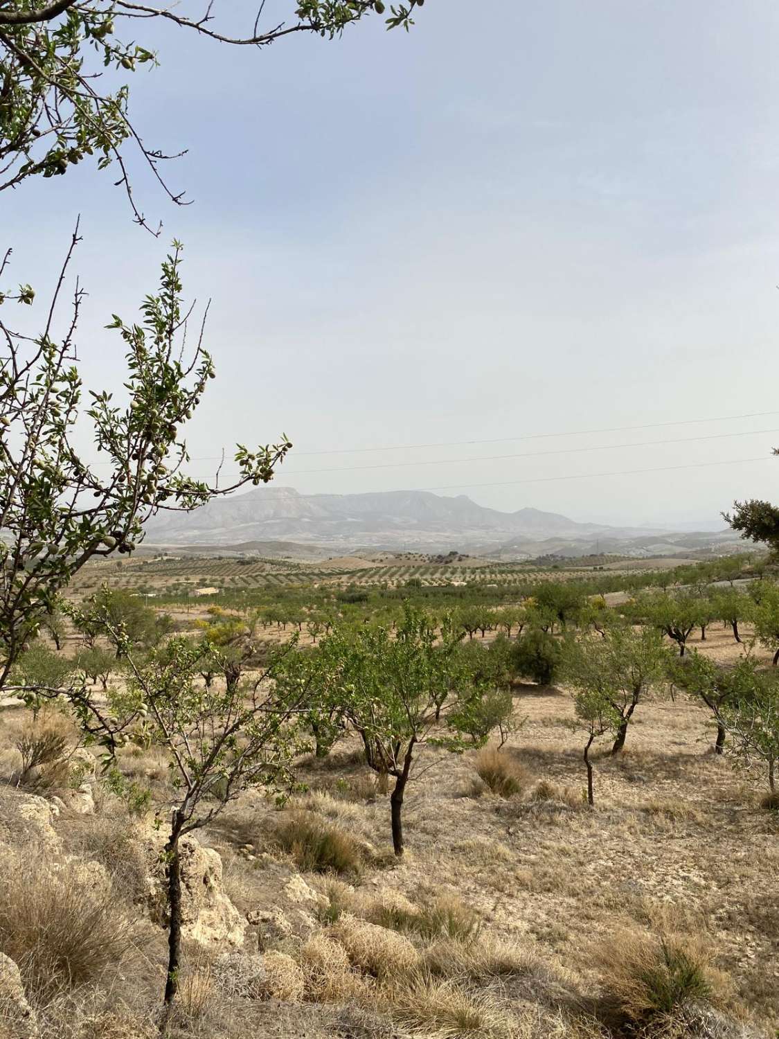 Estate with Cortijo and 4,000m2 Land Velez Rubio