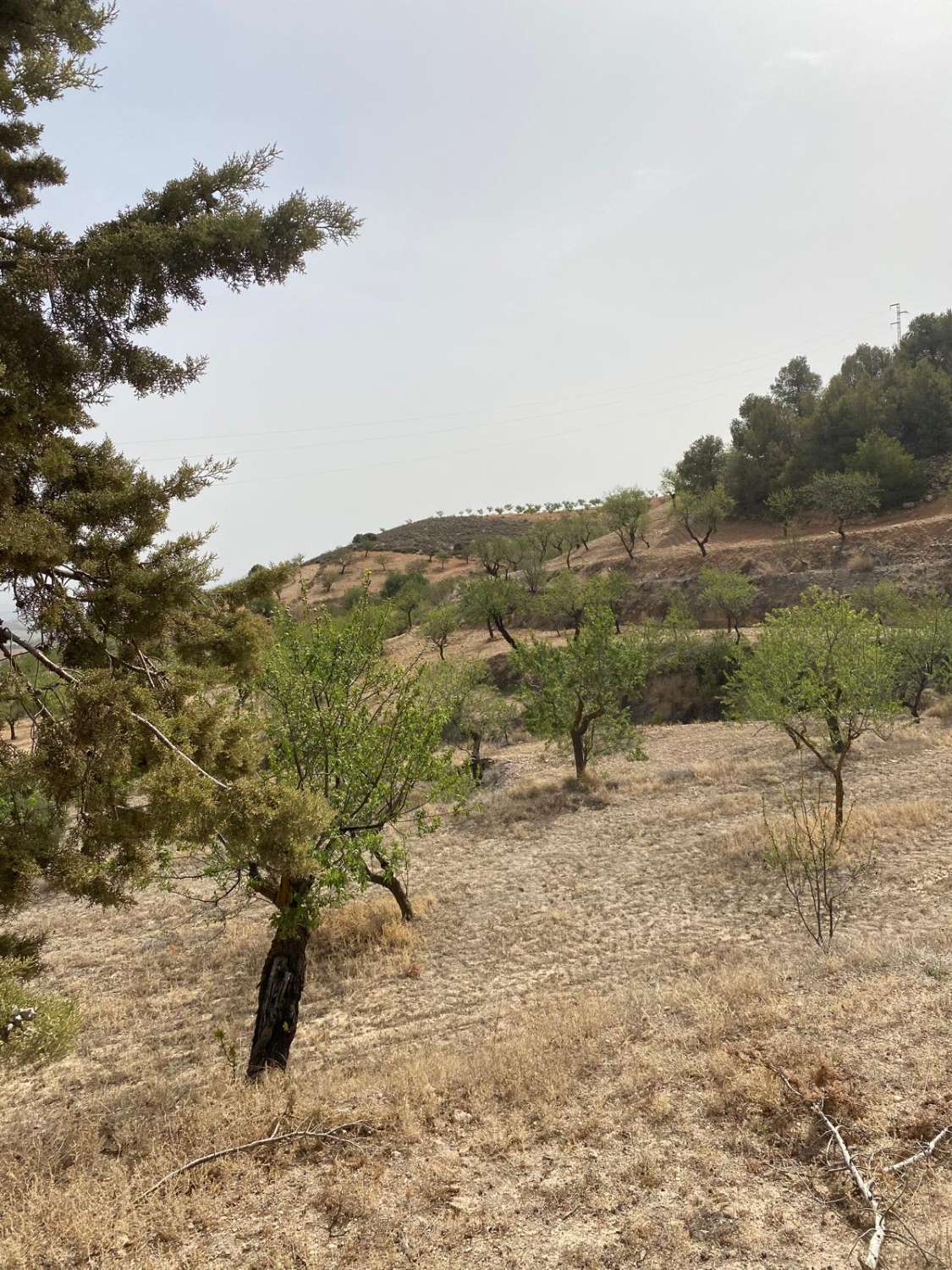 Estate with Cortijo and 4,000m2 Land Velez Rubio