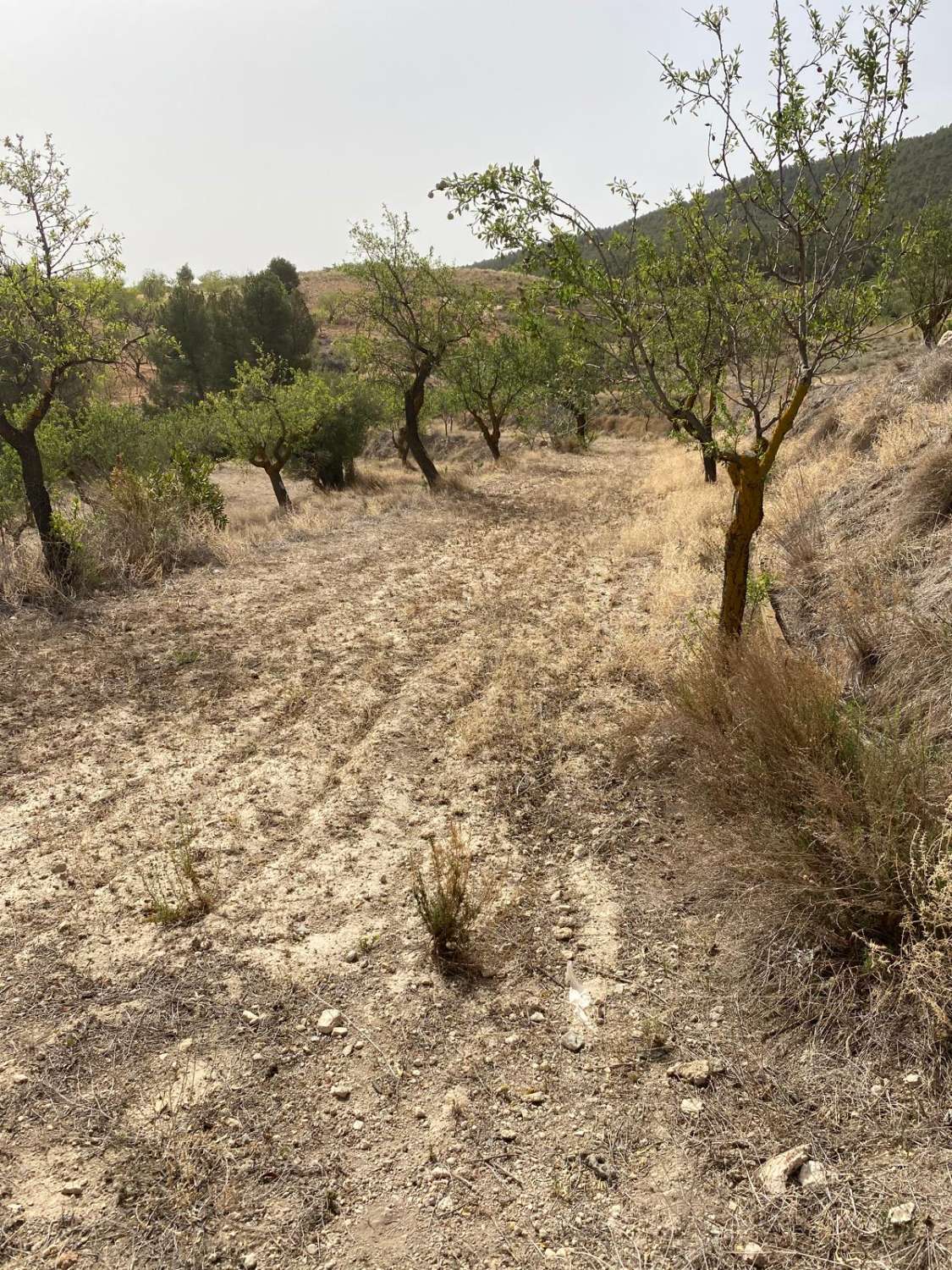 Estate with Cortijo and 4,000m2 Land Velez Rubio