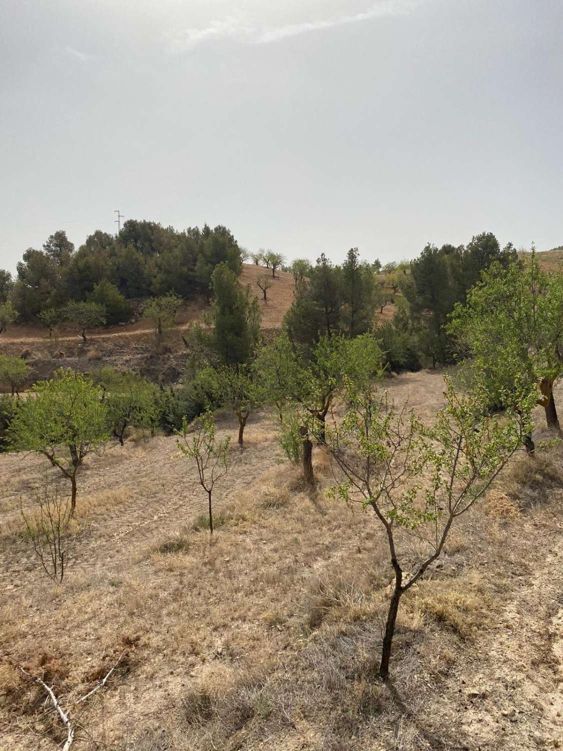 Estate with Cortijo and 4,000m2 Land Velez Rubio