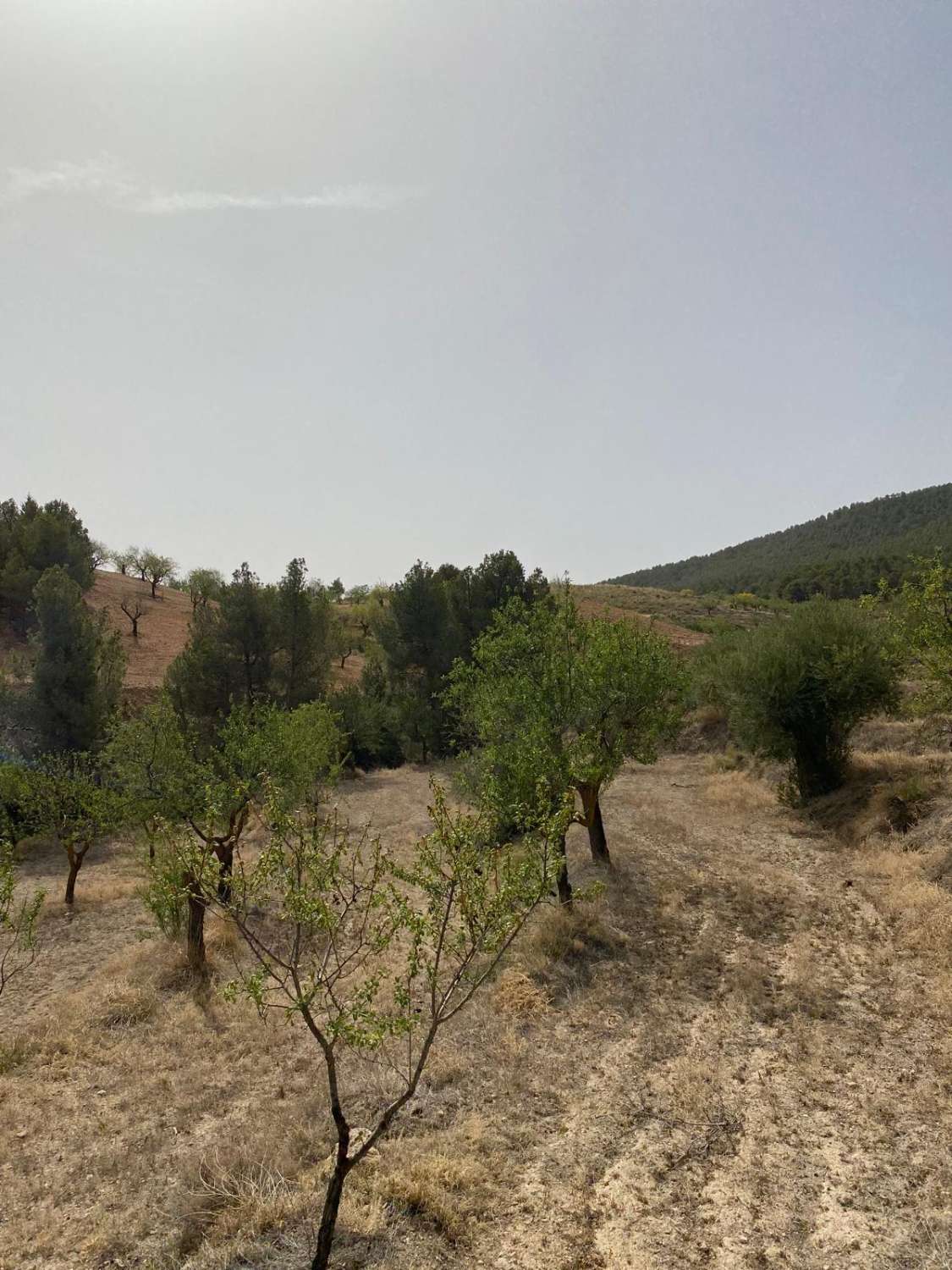 Estate with Cortijo and 4,000m2 Land Velez Rubio
