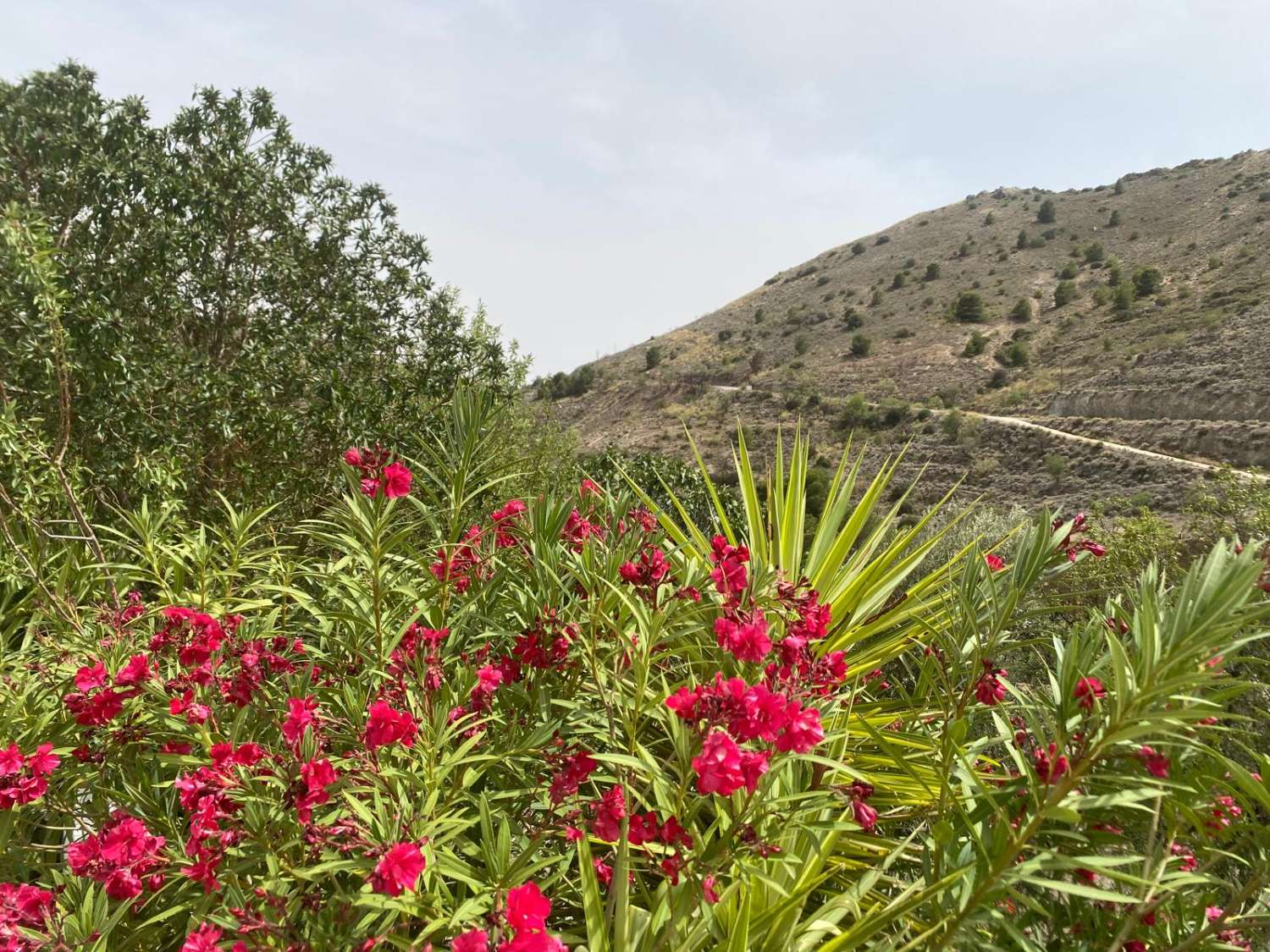 Villa with 3 beds / 2 baths and swimming pool in lovely setting near Oria