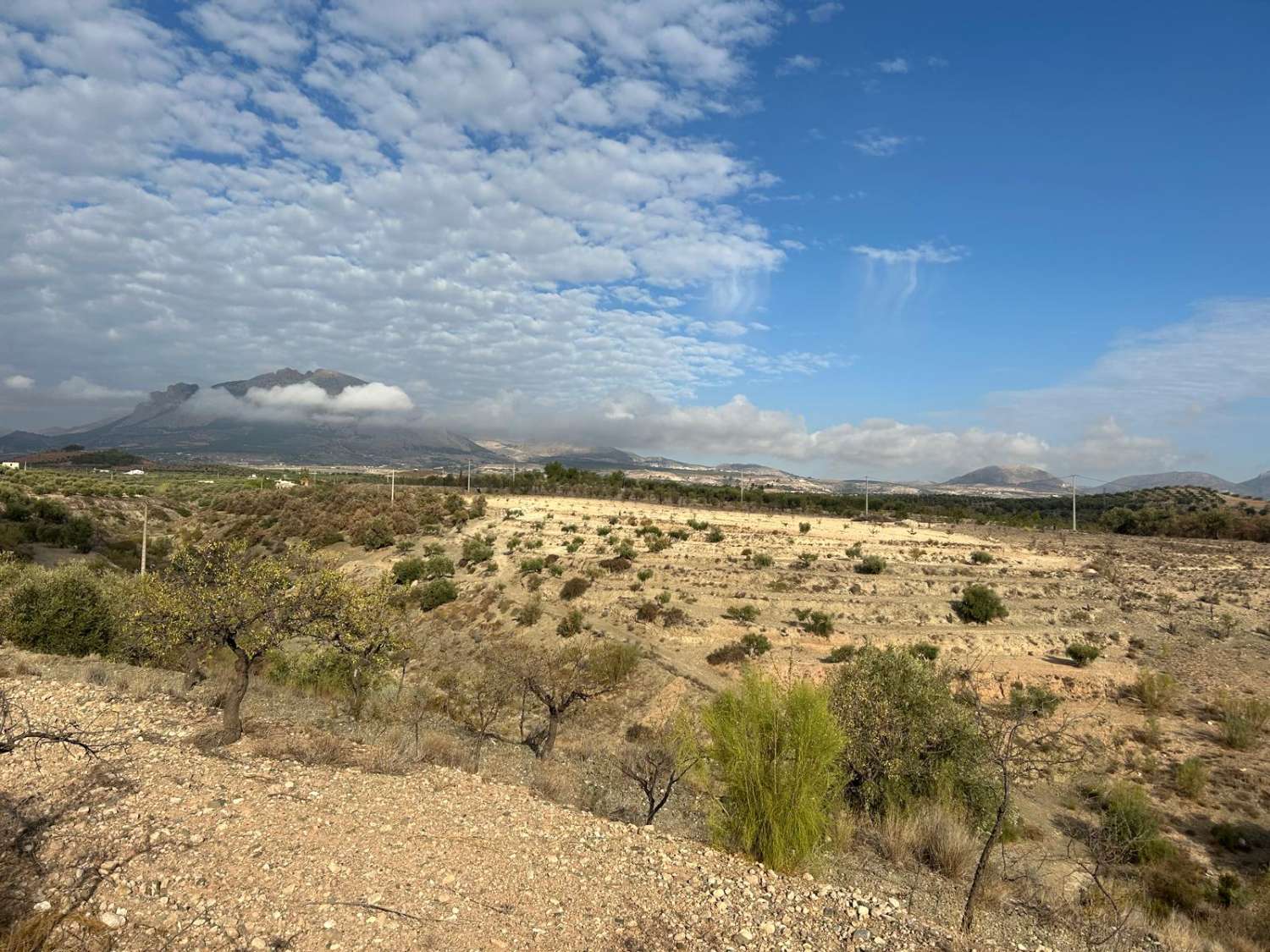 Large rural land in Vélez-Blanco