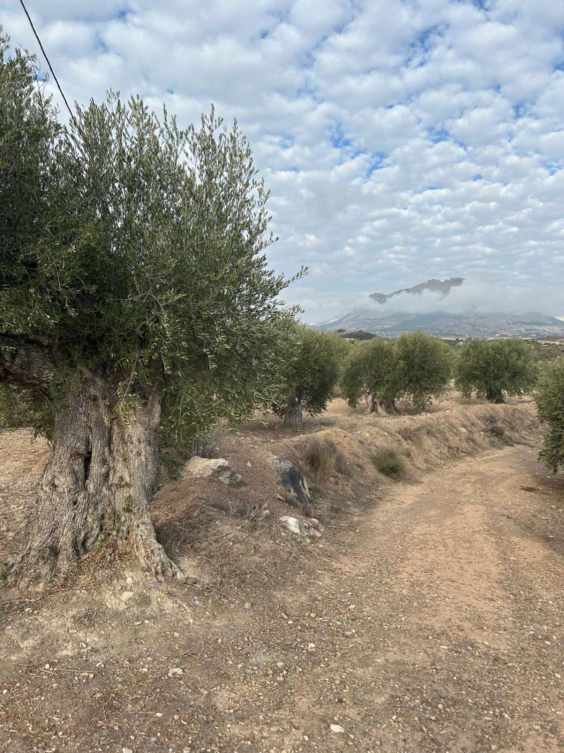 Large rural land in Vélez-Blanco
