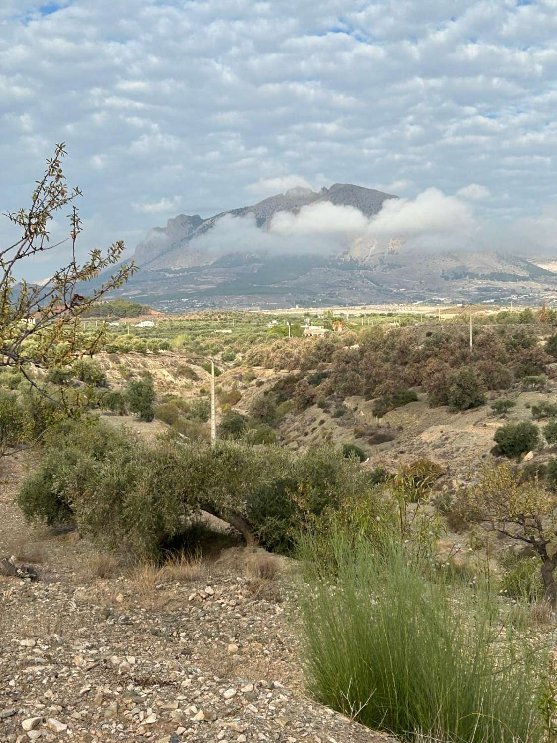 Large rural land in Vélez-Blanco
