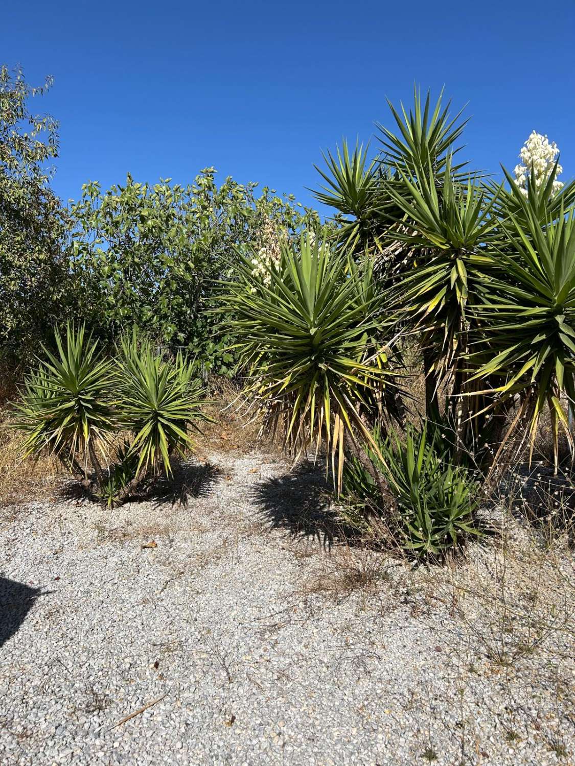 Impresionante villa con piscina y terreno en la codiciada zona de Oria