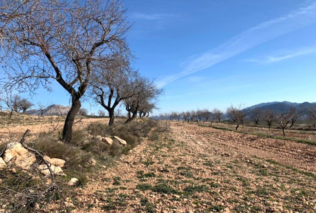 Rustic property in Chirivel, 447 hectares.