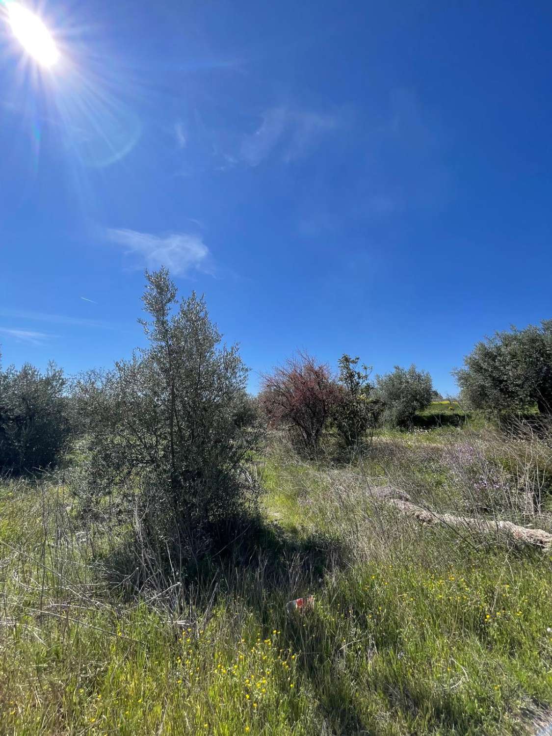 Stunning house with 12,766 m2 land in Velez Blanco with amazing views