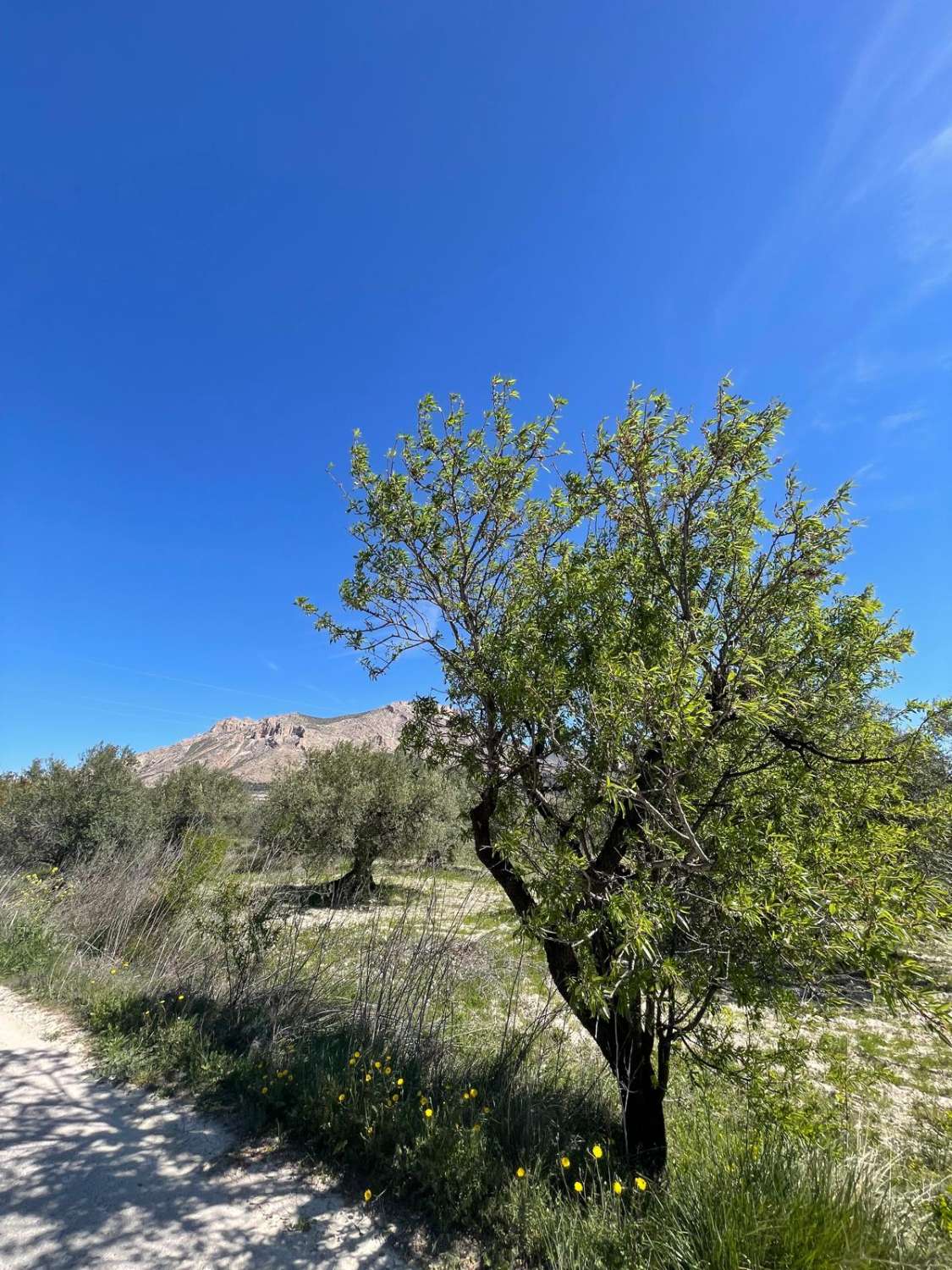 Stunning house with 12,766 m2 land in Velez Blanco with amazing views