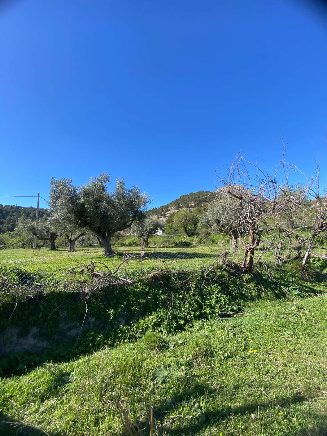 Land of 9,517m2 with 2 dwellings. Amazing views on edge of Velez Blanco town