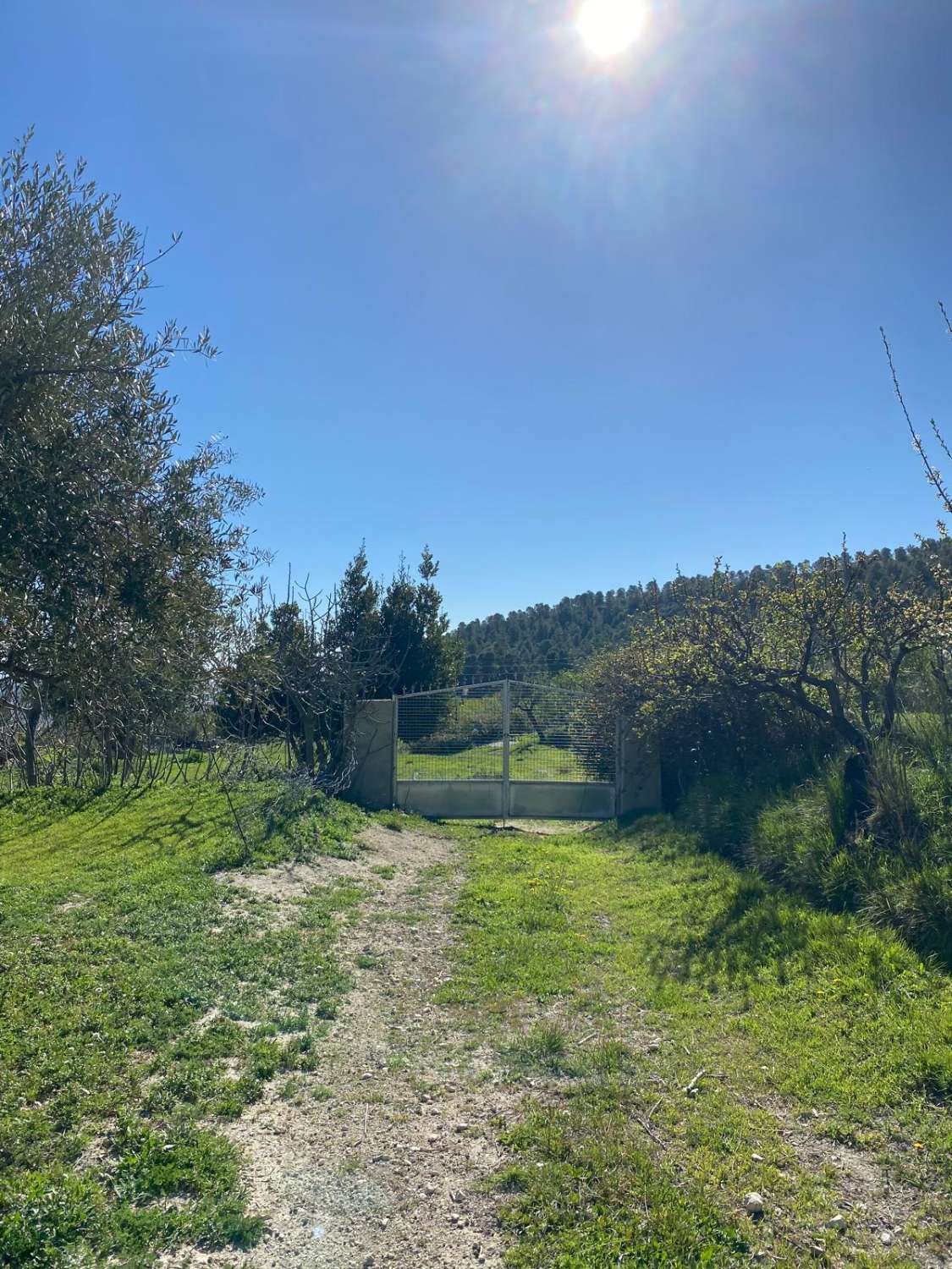 Land of 9,517m2 with 2 dwellings. Amazing views on edge of Velez Blanco town