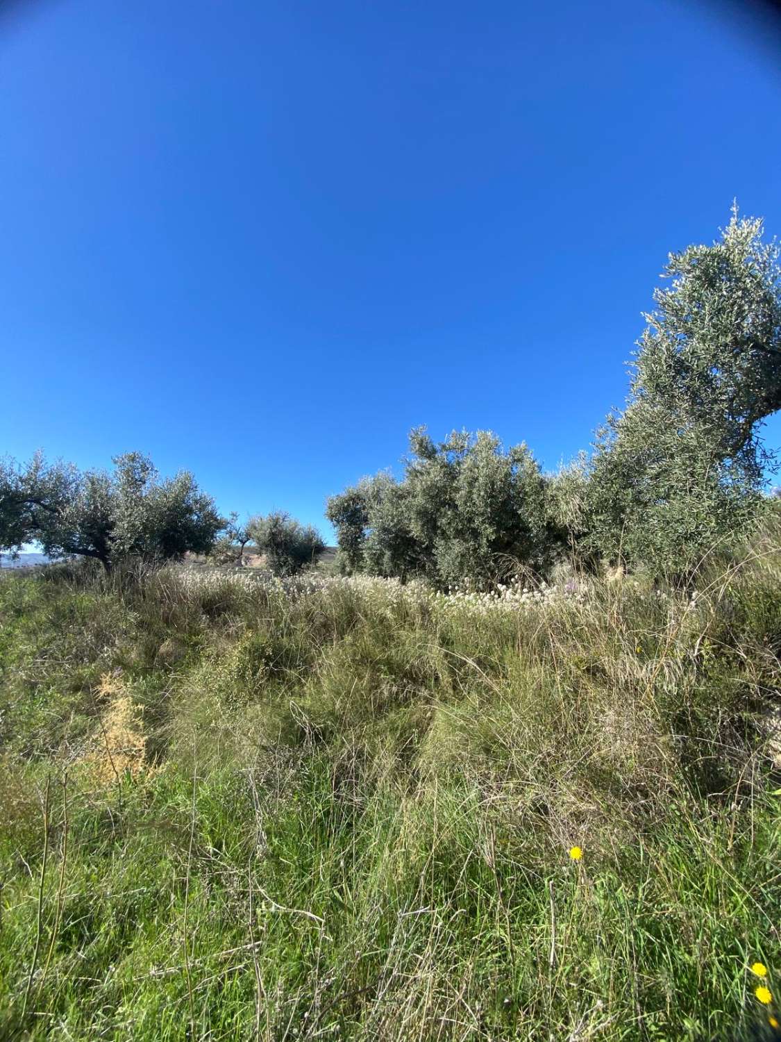 Terreno de 1.196 m² cerca del pueblo de Vélez Blanco.