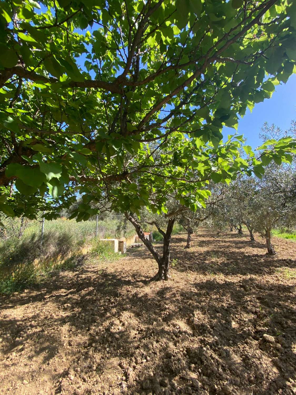 Cortijo with 2 bedrooms and a separate Casita, land and pool