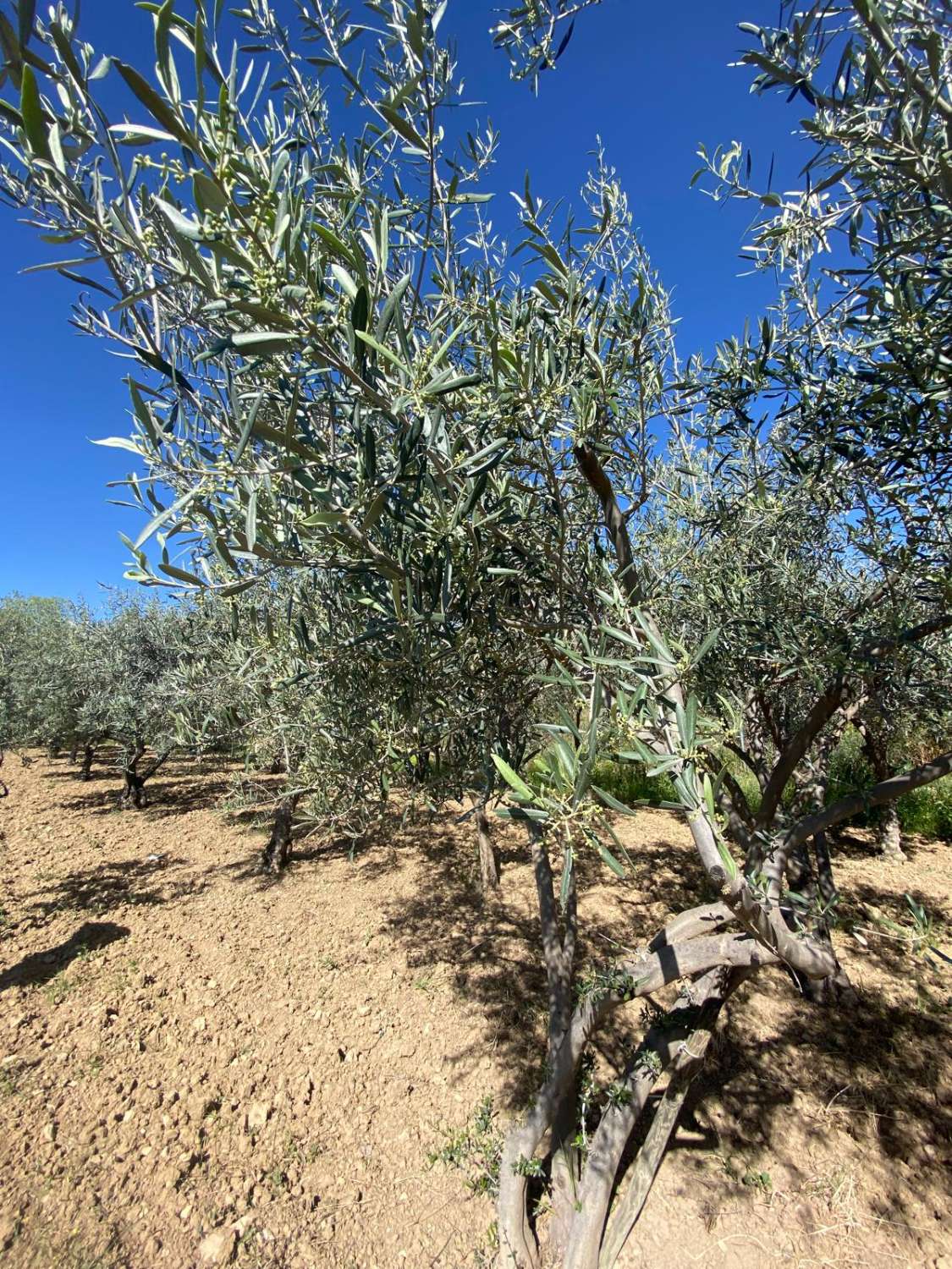 Cortijo with 2 bedrooms and a separate Casita, land and pool