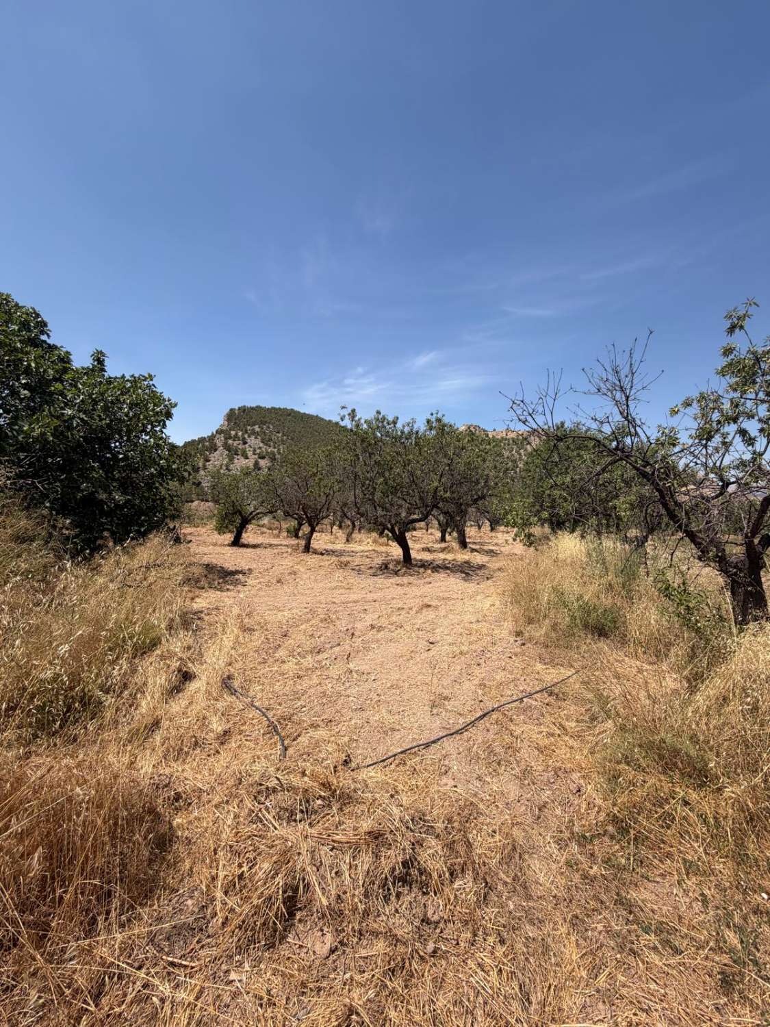 Cortijo in Velez Rubio for reform with land in stunning location