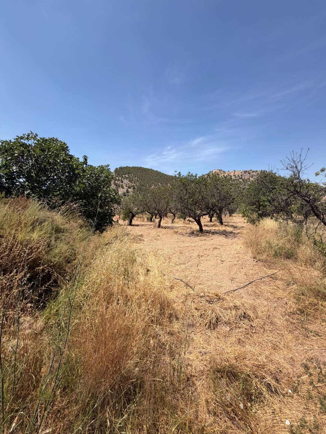 Cortijo in Velez Rubio for reform with land in stunning location