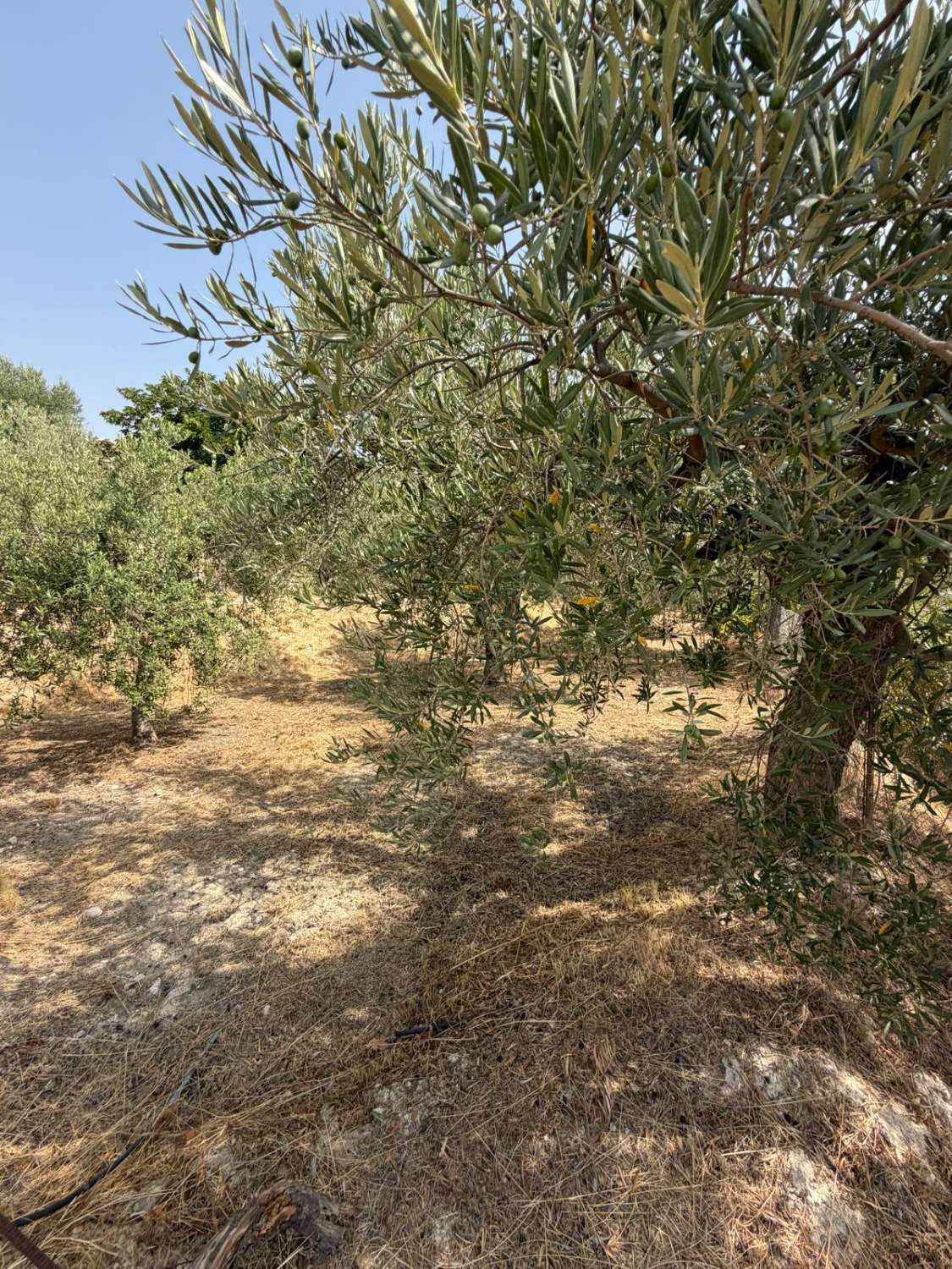 Traditional Spanish Cortijo with Guest Cortijo, Swimming Pool, Extensive Land & Spectacular 360° Mountain Views