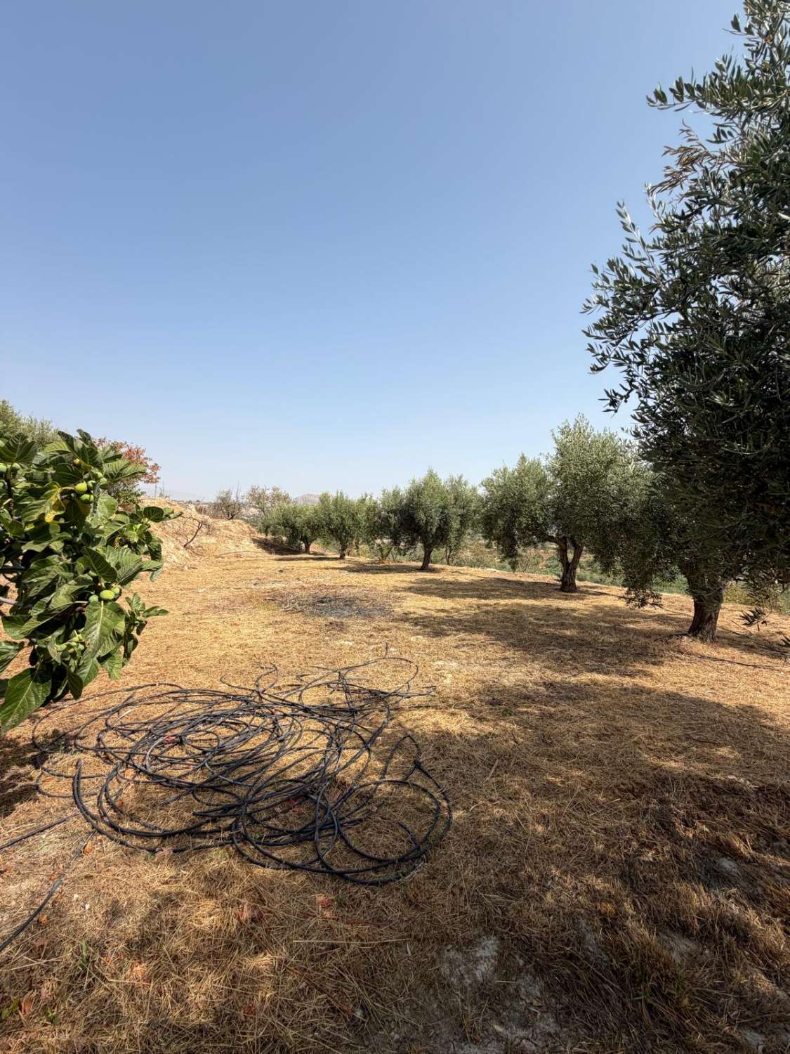 Traditional Spanish Cortijo with Guest Cortijo, Swimming Pool, Extensive Land & Spectacular 360° Mountain Views