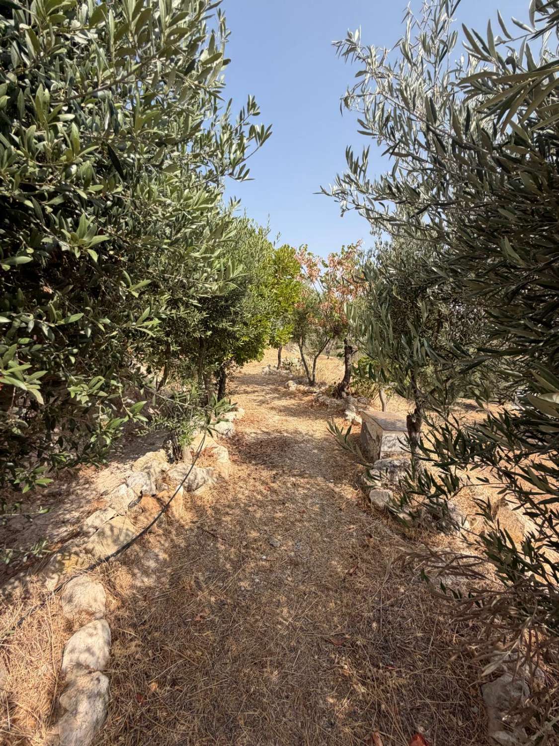 Traditional Spanish Cortijo with Guest Cortijo, Swimming Pool, Extensive Land & Spectacular 360° Mountain Views